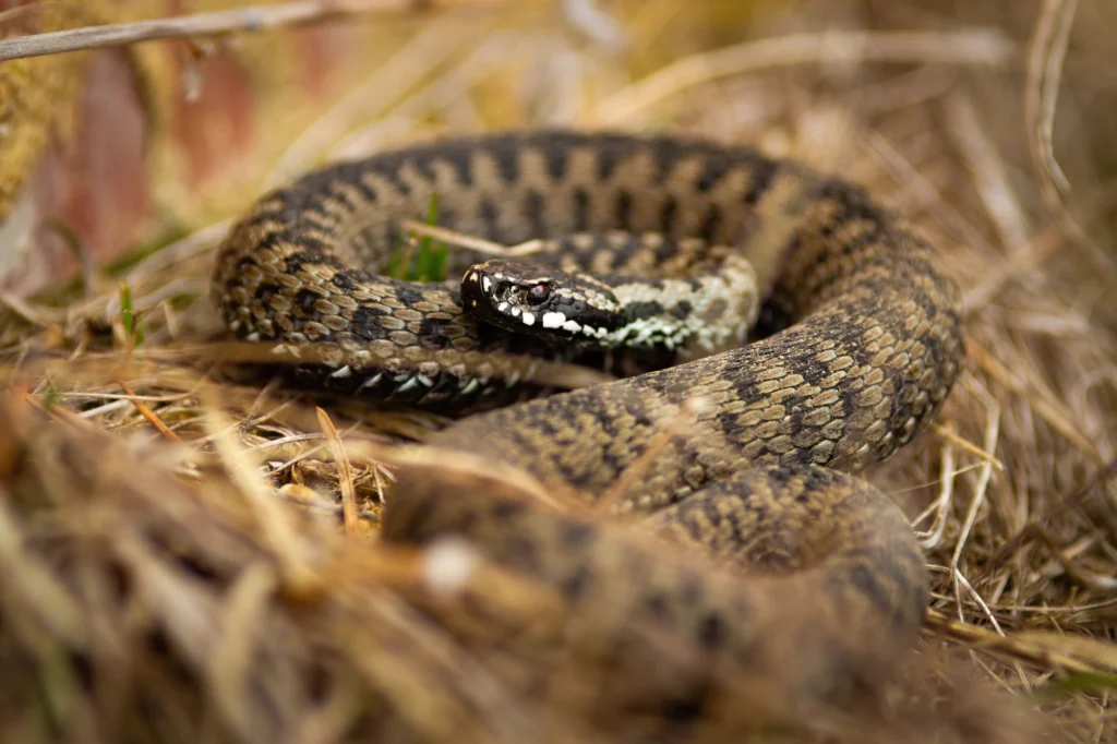 Adder op de Veluwe
