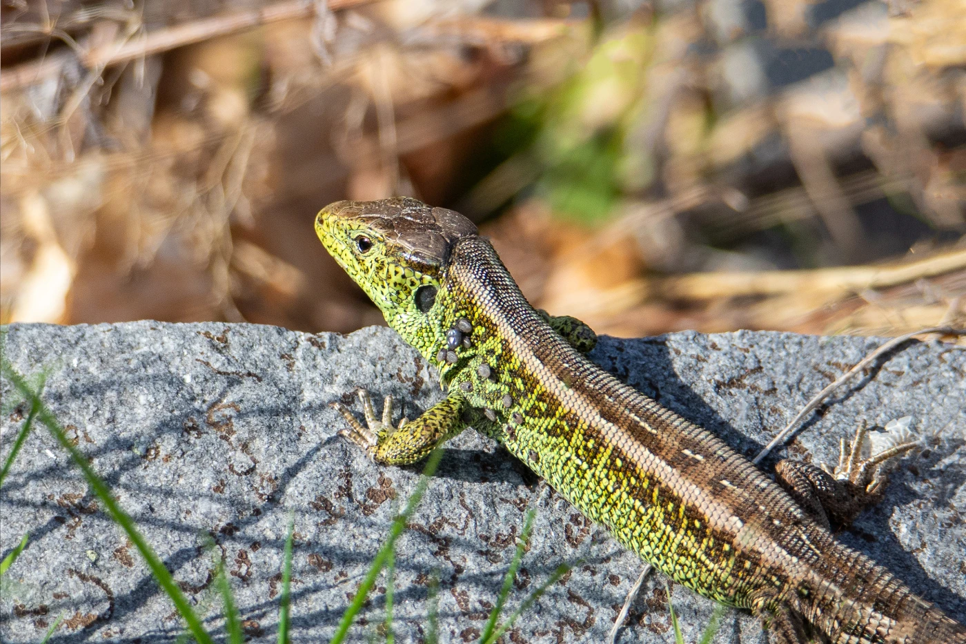 Zandhagedis op de Veluwe