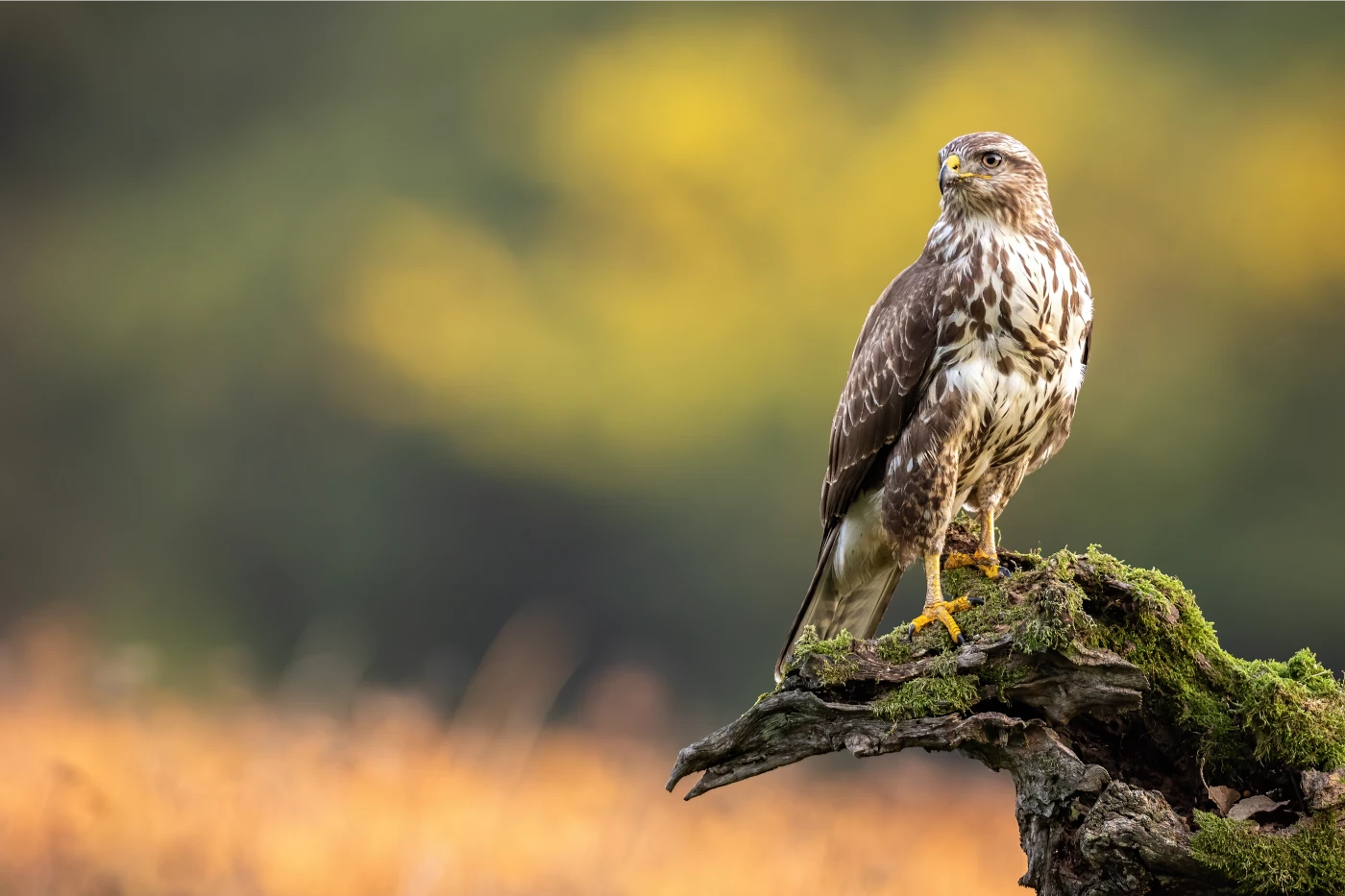Buizerd op de Veluwe