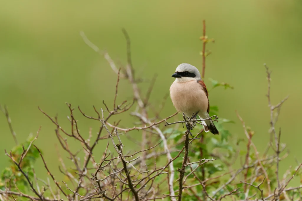 Grauwe klauwier op de Veluwe