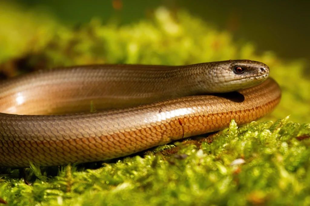 Hazelworm op de Veluwe