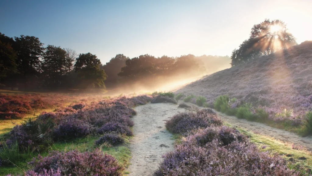 Landschap van de Veluwe