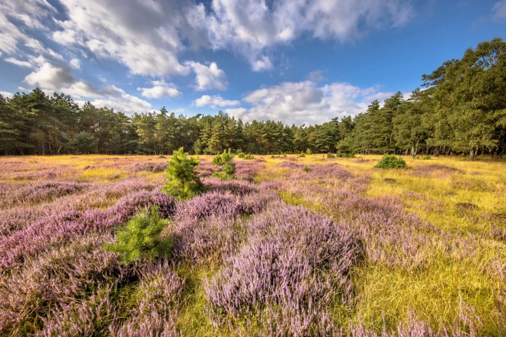 Landschap van de Veluwe