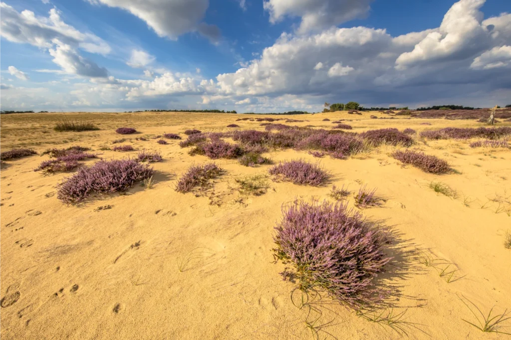 Landschap met planten op de veluwe