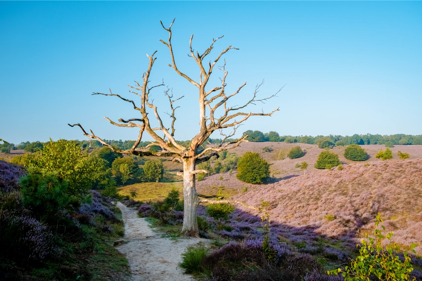 posbank national park veluwe