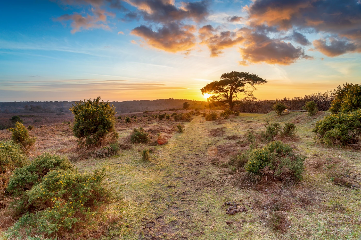 Veluwe zonsondergang
