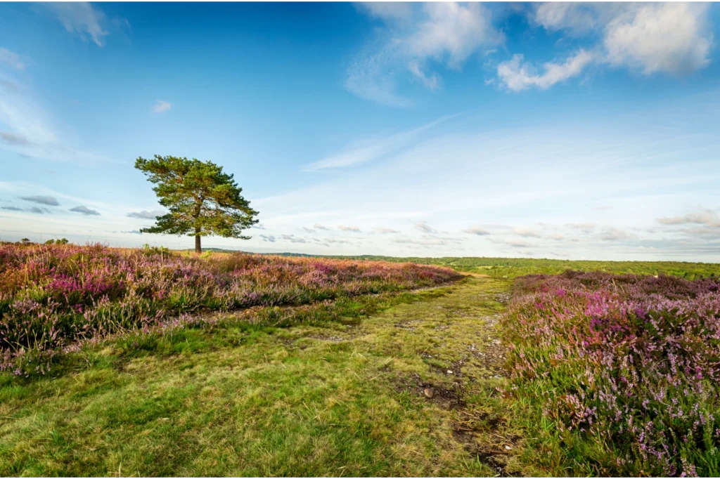 Landschap van de Veluwe