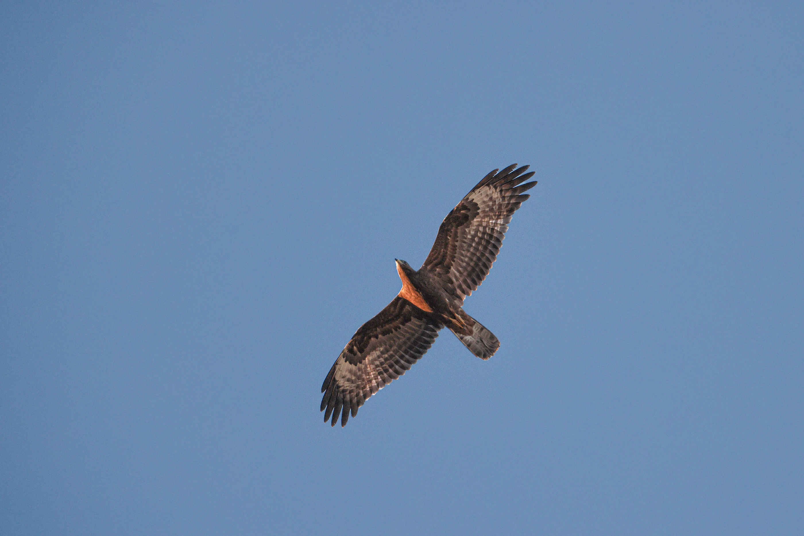 Wespendief boven de Veluwe