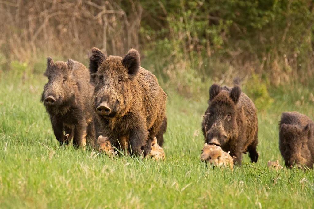 Wilde zwijnen op de Veluwe