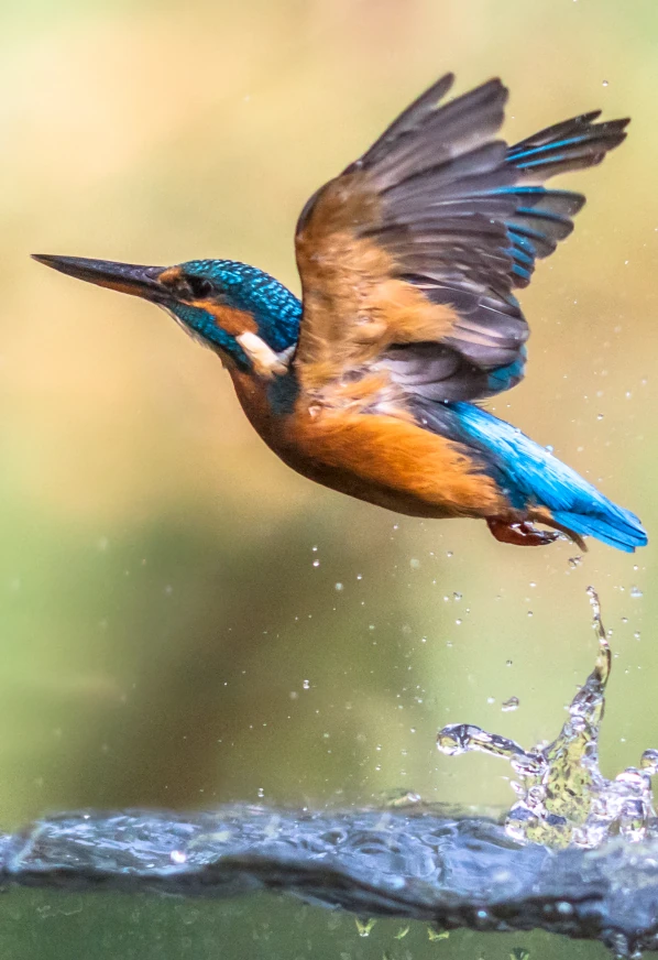 Help Hoeders van de Veluwe