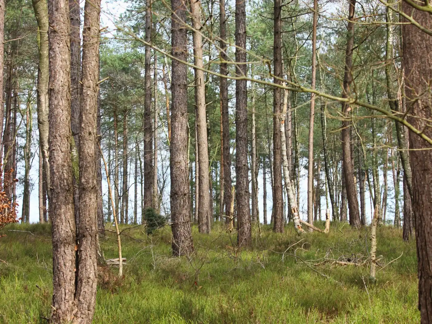 Hoeders van de Veluwe