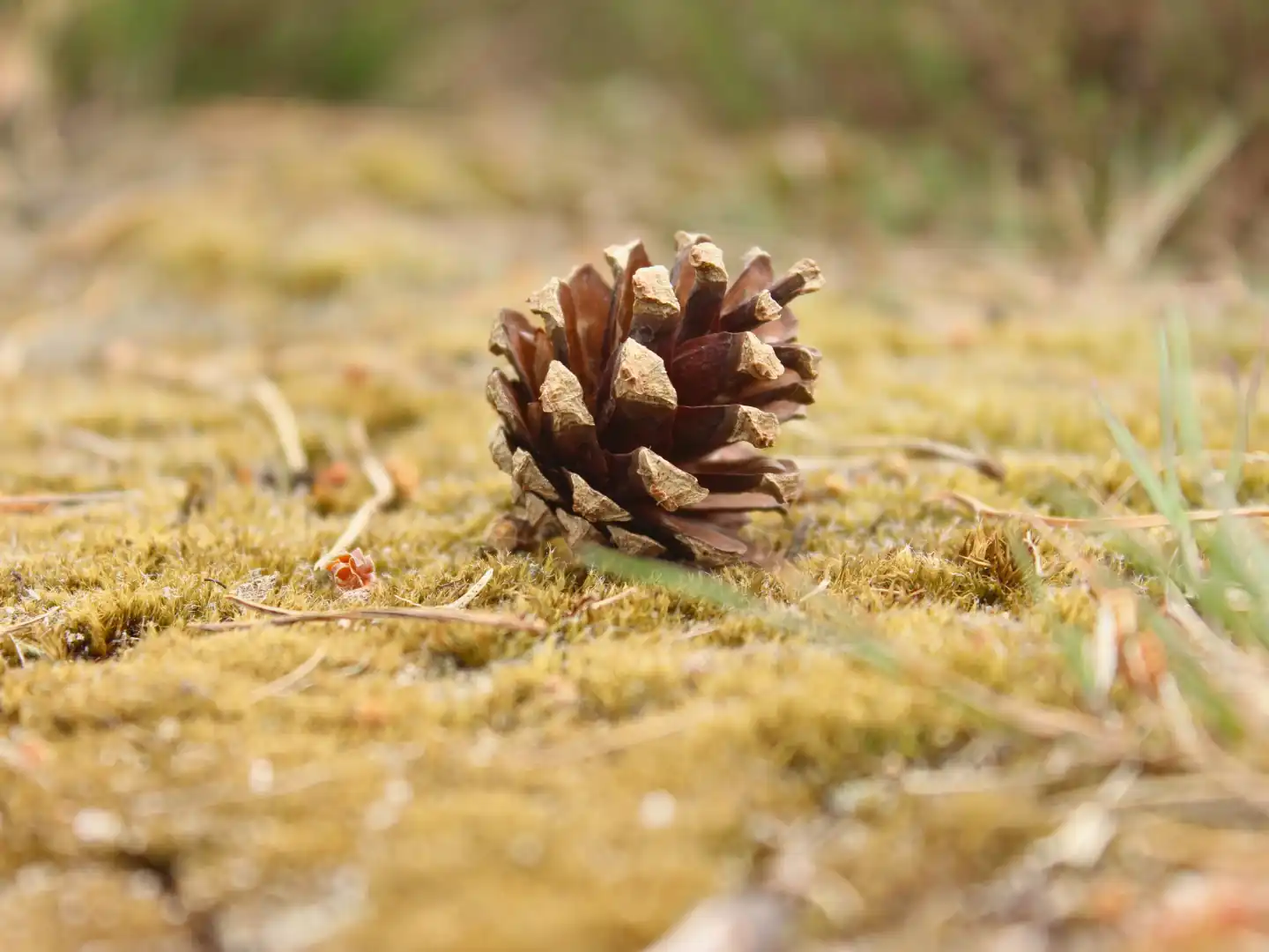 Hoeders van de Veluwe
