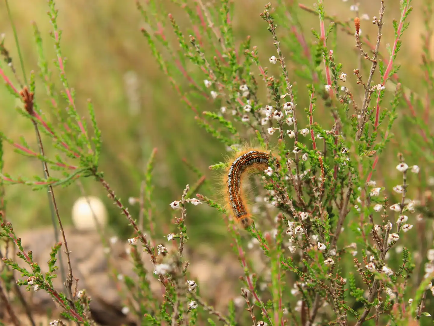 Hoeders van de Veluwe