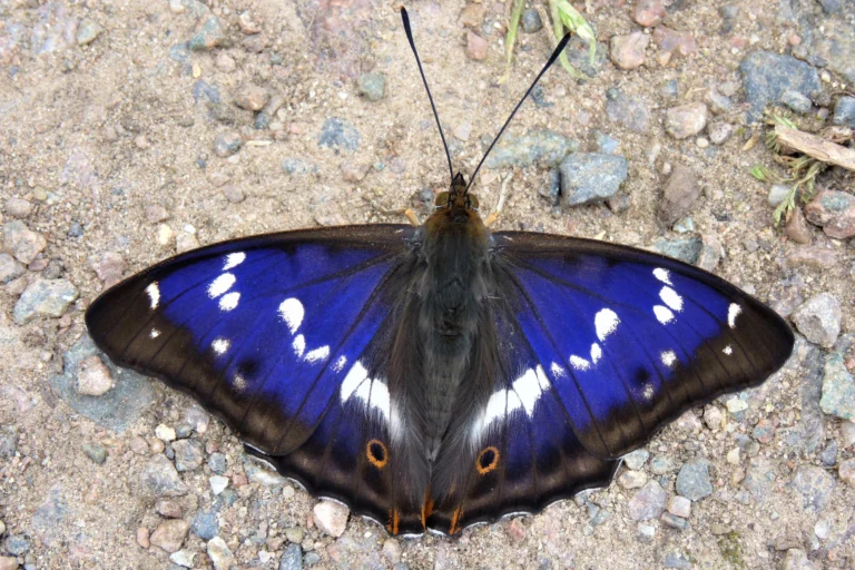 Grote Weerschijnvlinder