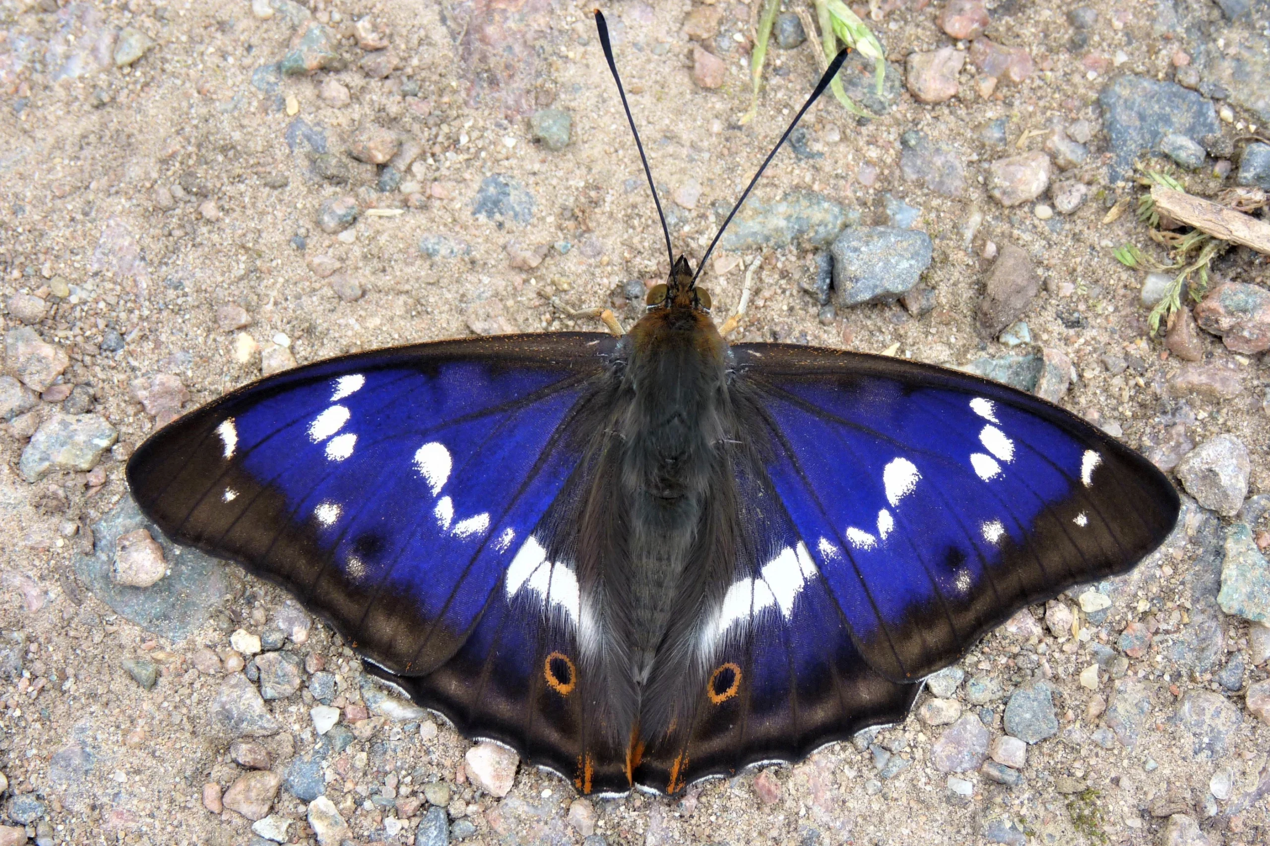 Grote Weerschijnvlinder