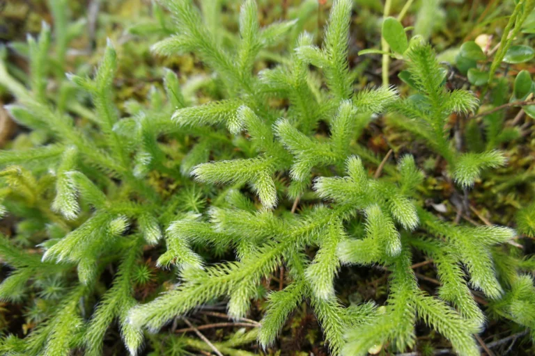 Grote wolfsklauw