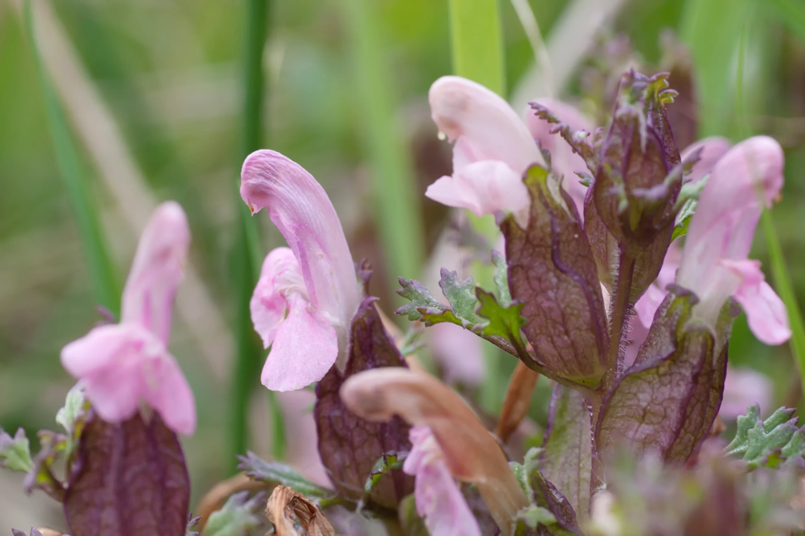 Heidekartelblad