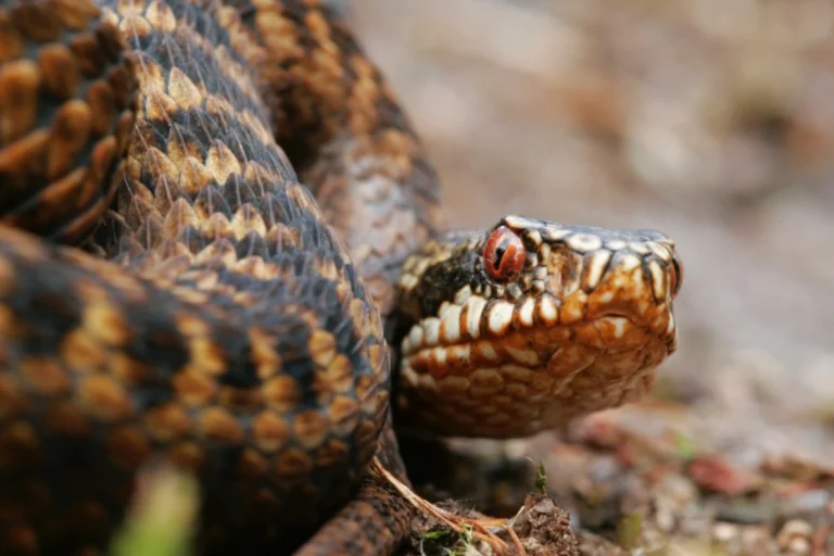 Adder op veluwe