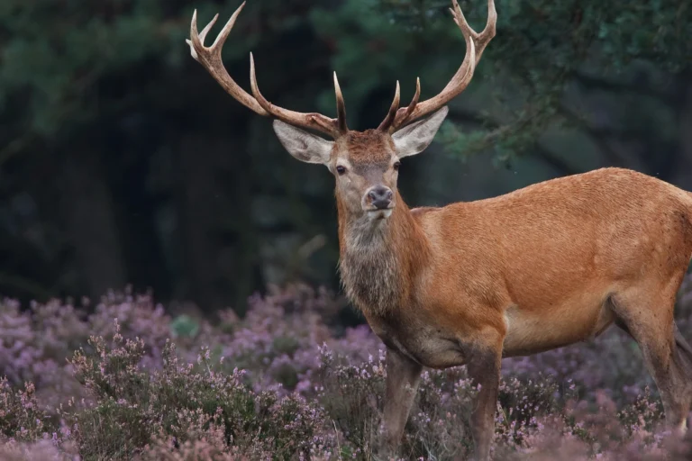 Edelhert van de veluwe