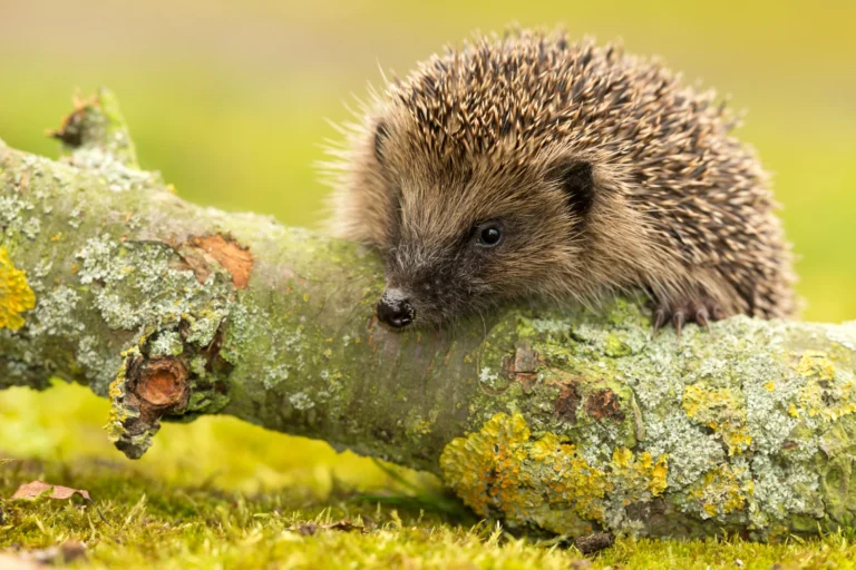 Egel op de veluwe