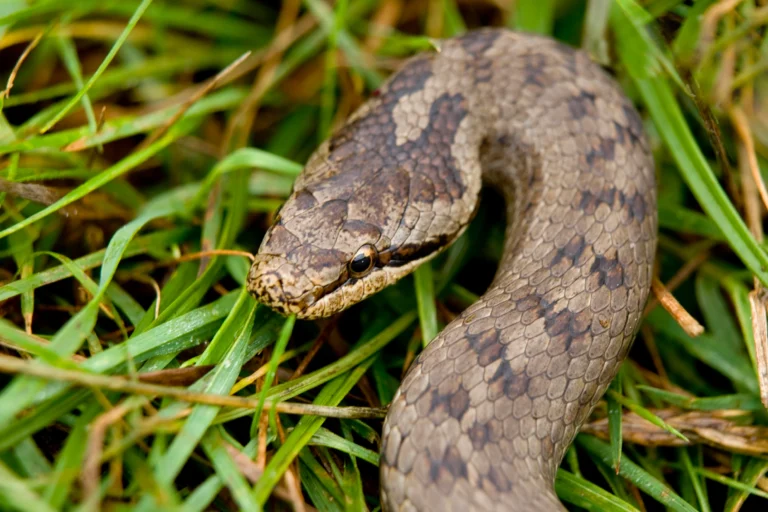 Gladde slang op de veluwe