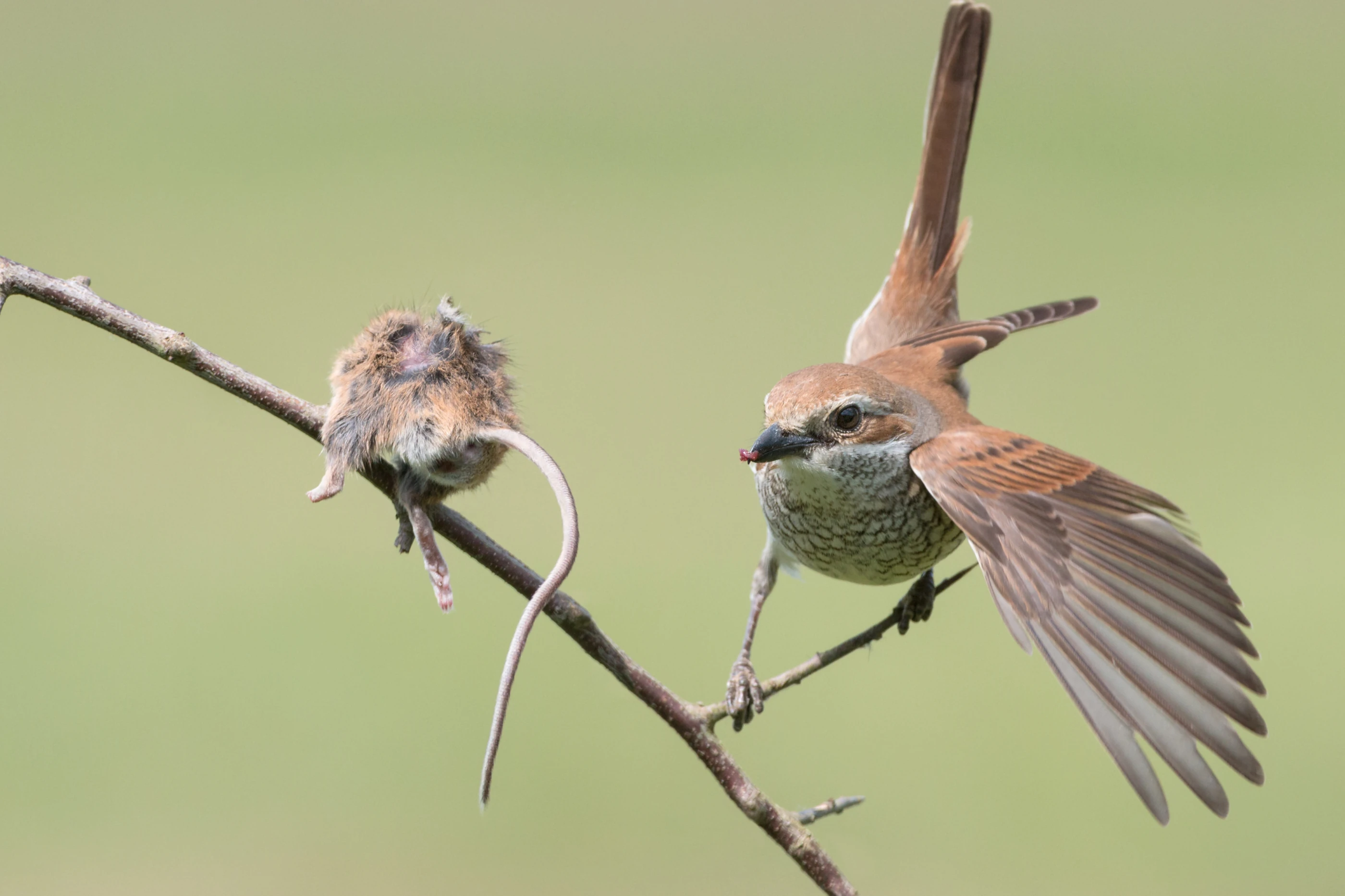 Grauwe klauwier op de veluwe