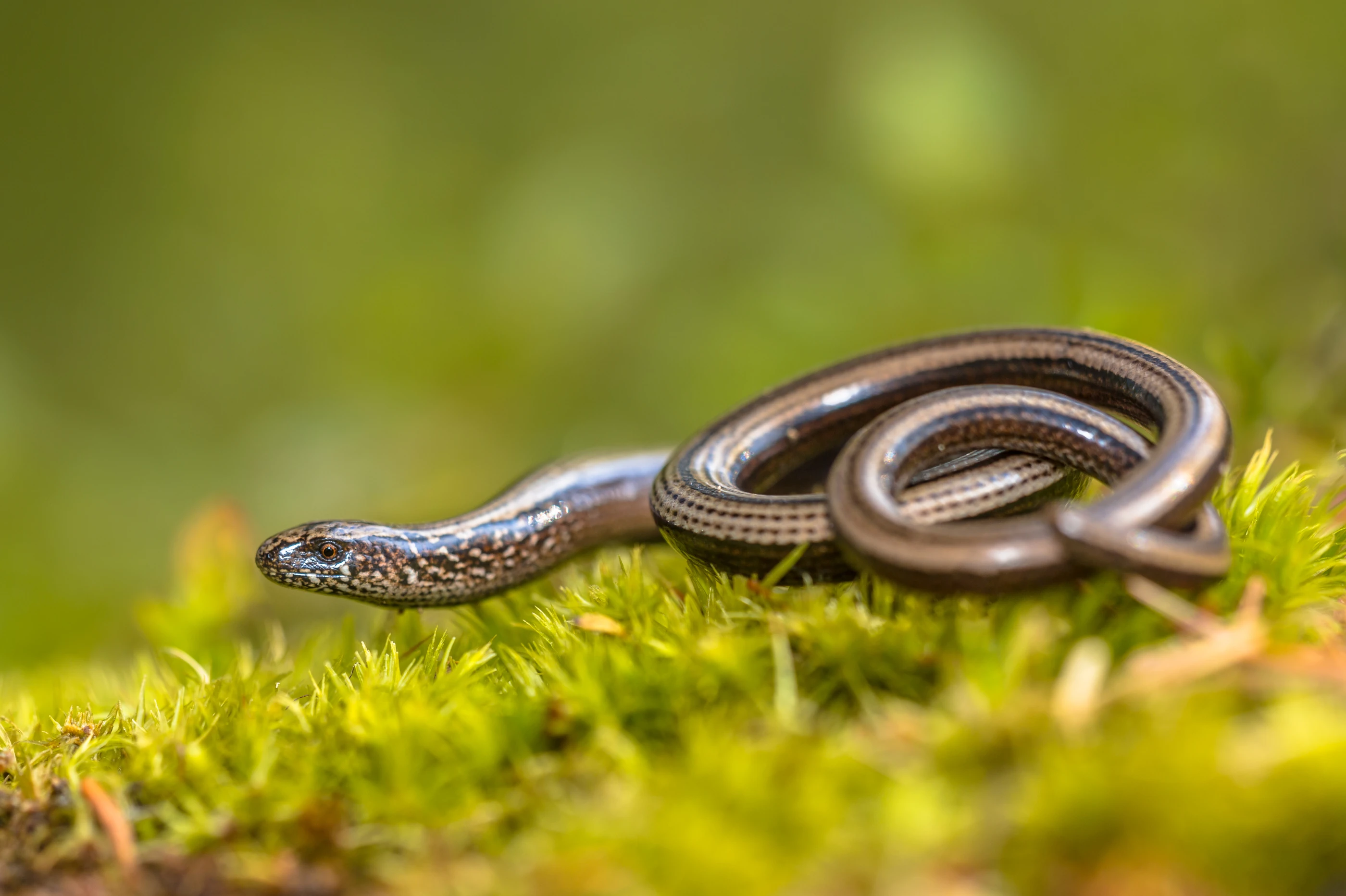 Hazelworm boven de Veluwe