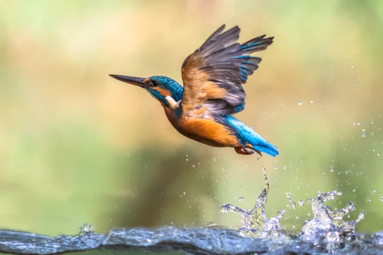 Ijsvogel