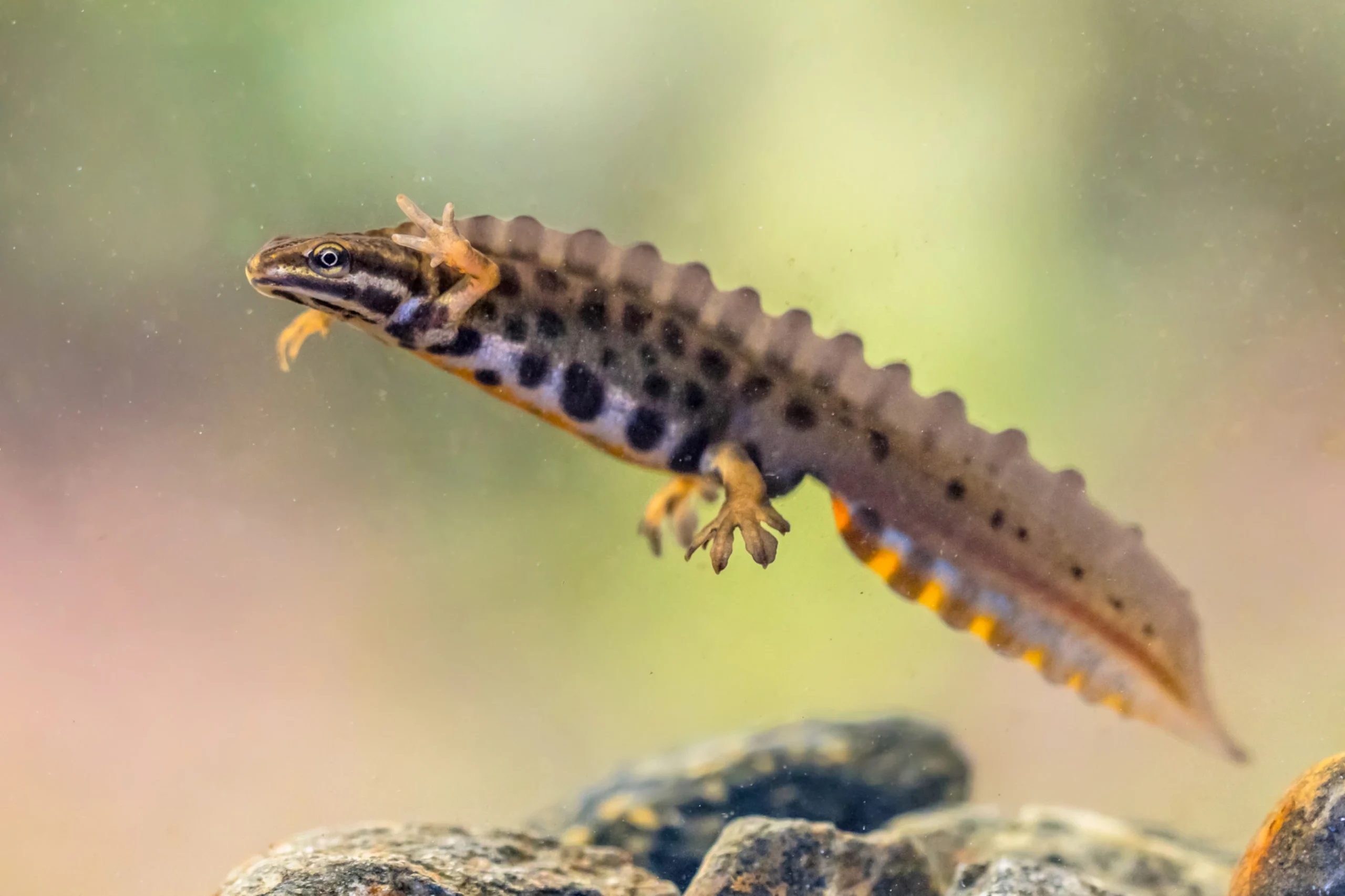 Kamsalamander