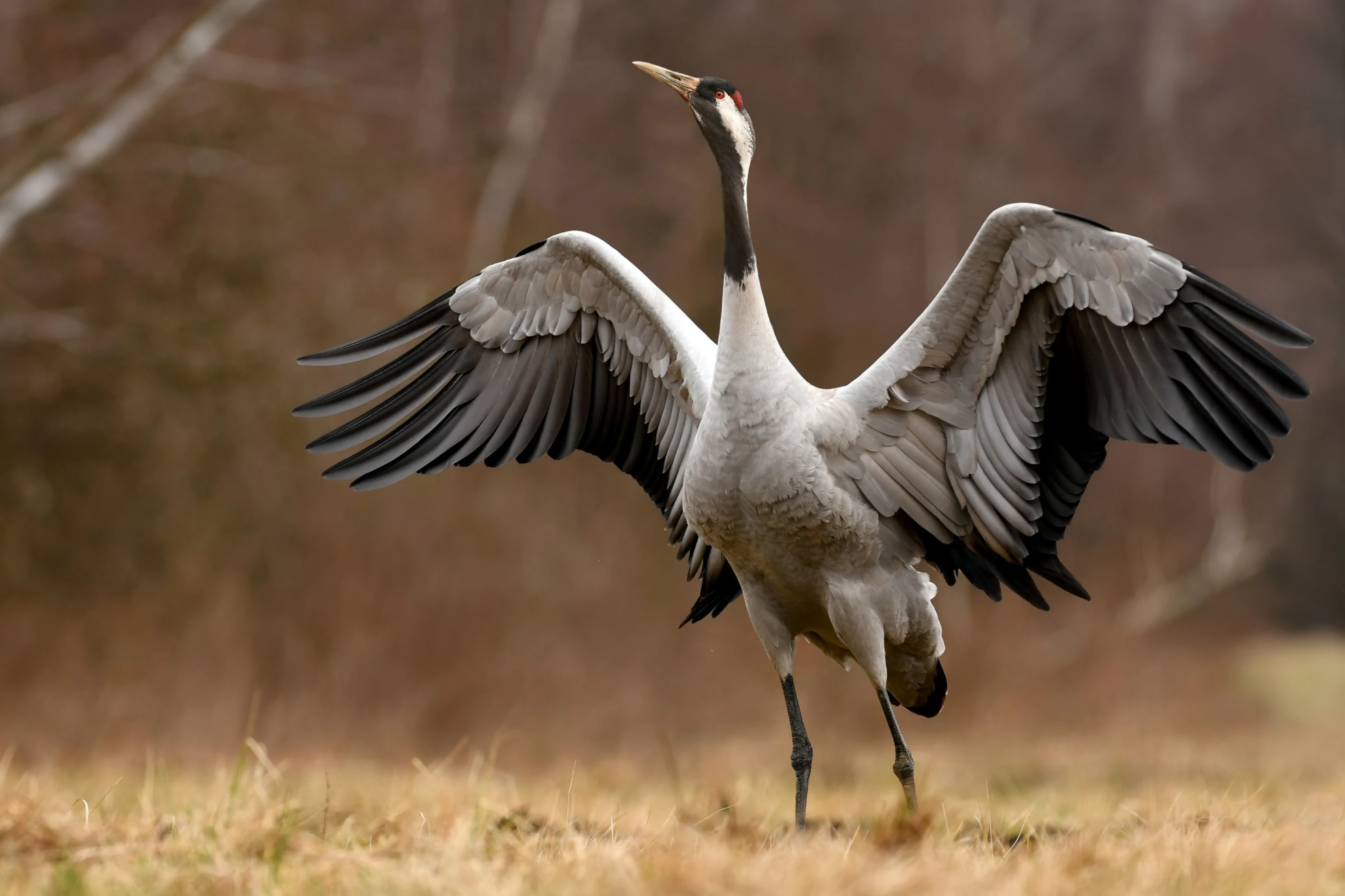 Kraanvogel op de Veluwe