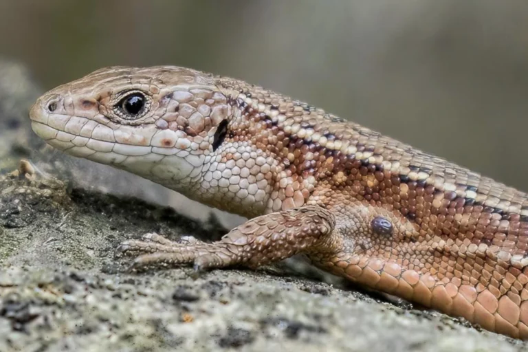 Levendbarende hagedis op de veluwe