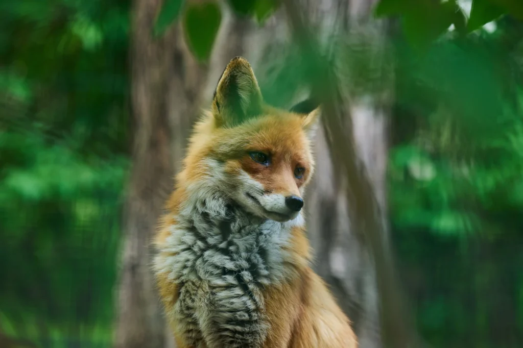 Vos op de Veluwe
