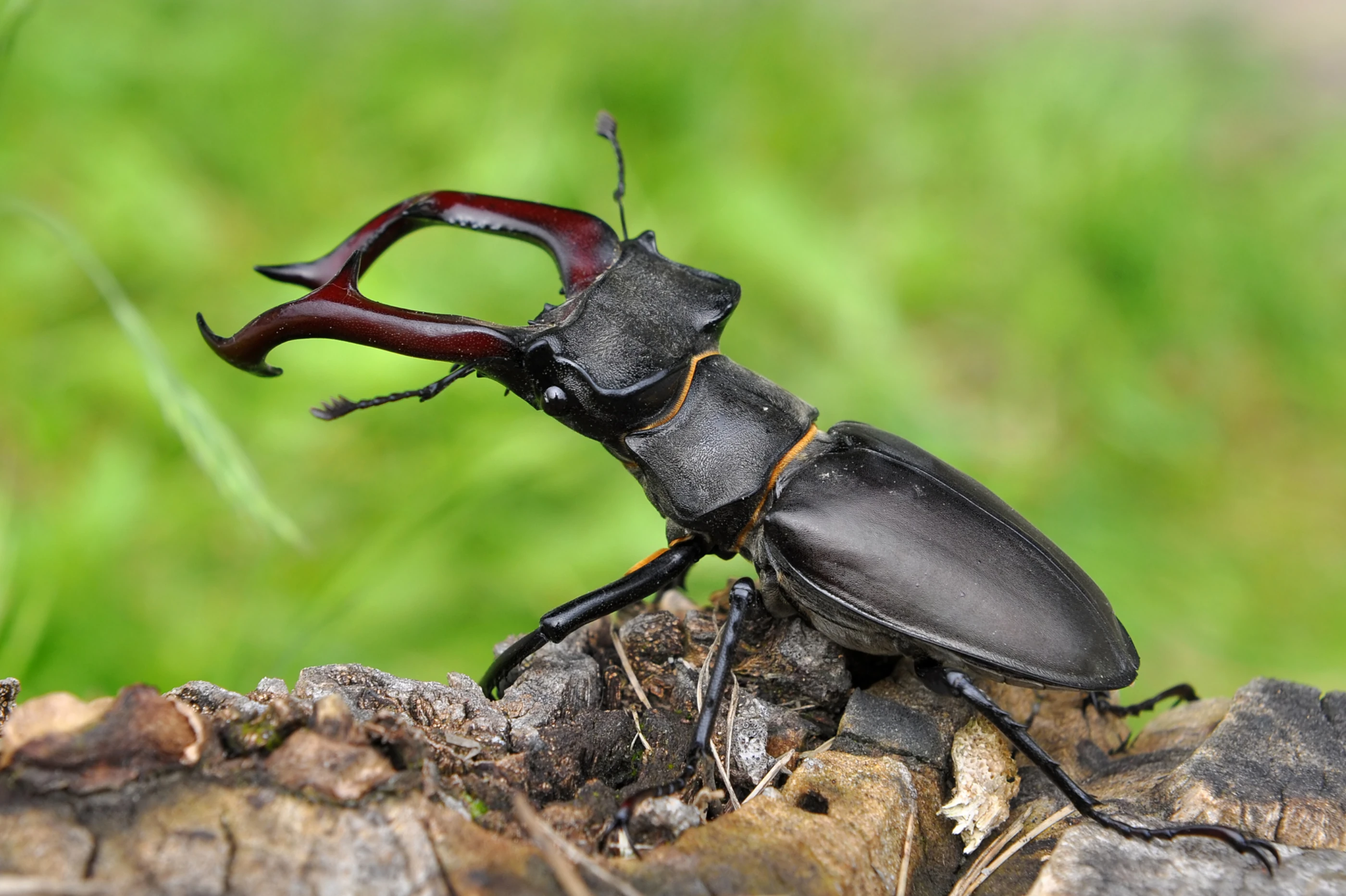 Vliegend hert van de veluwe