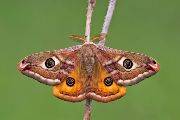 Nachtpauwoog op de veluwe