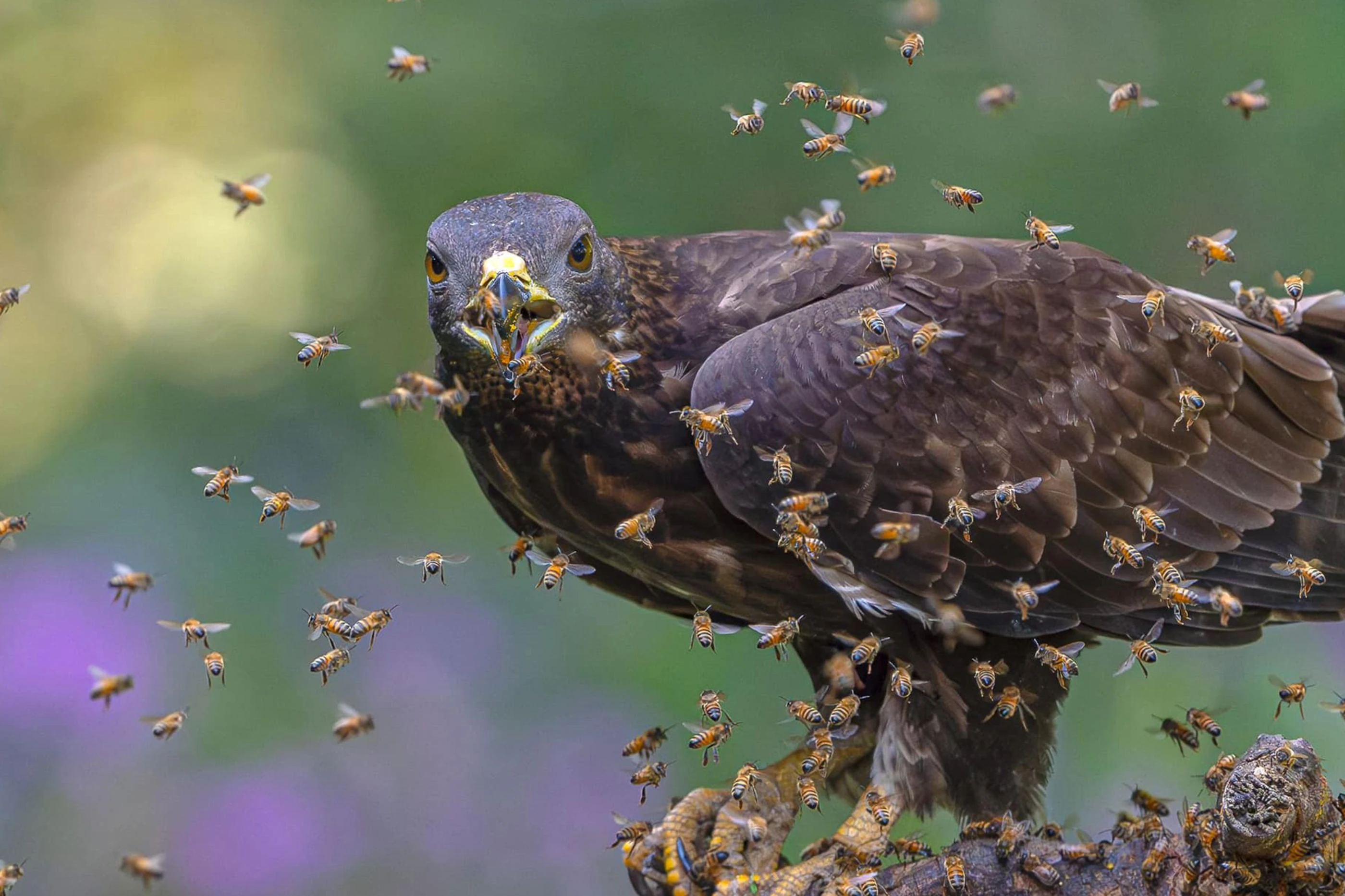 Wespendief boven de Veluwe