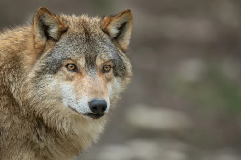 Wolf op de veluwe