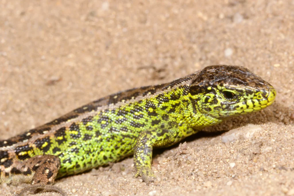 Zandhagedis op de Veluwe