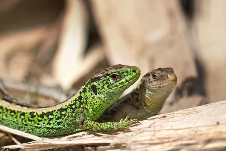 zandhagedis