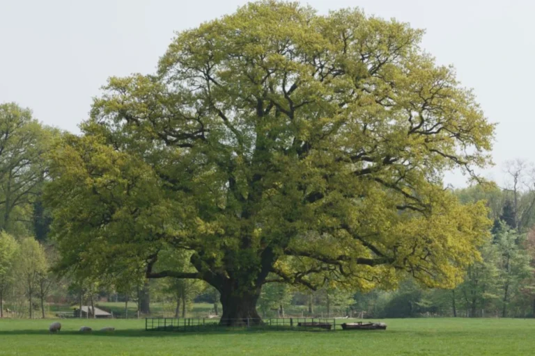 Zomereik op de veluwe