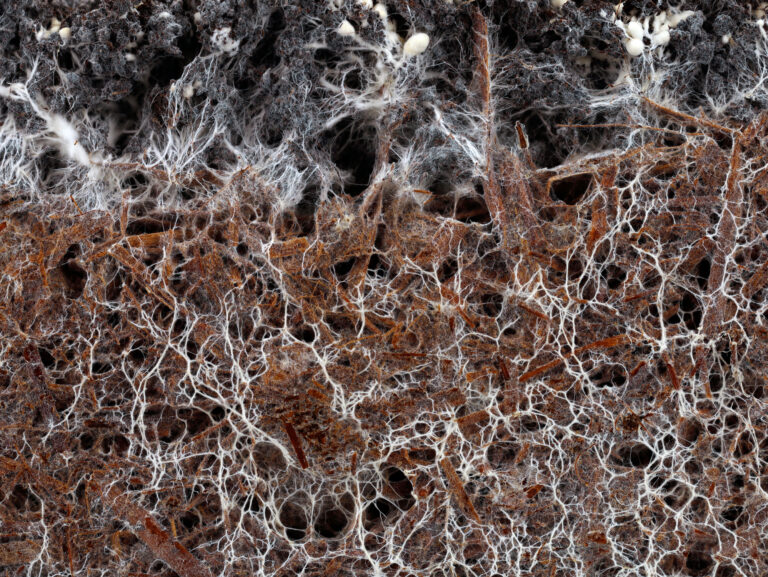 mycorrhiza: de samenwerking tussen wortels en schimmels.