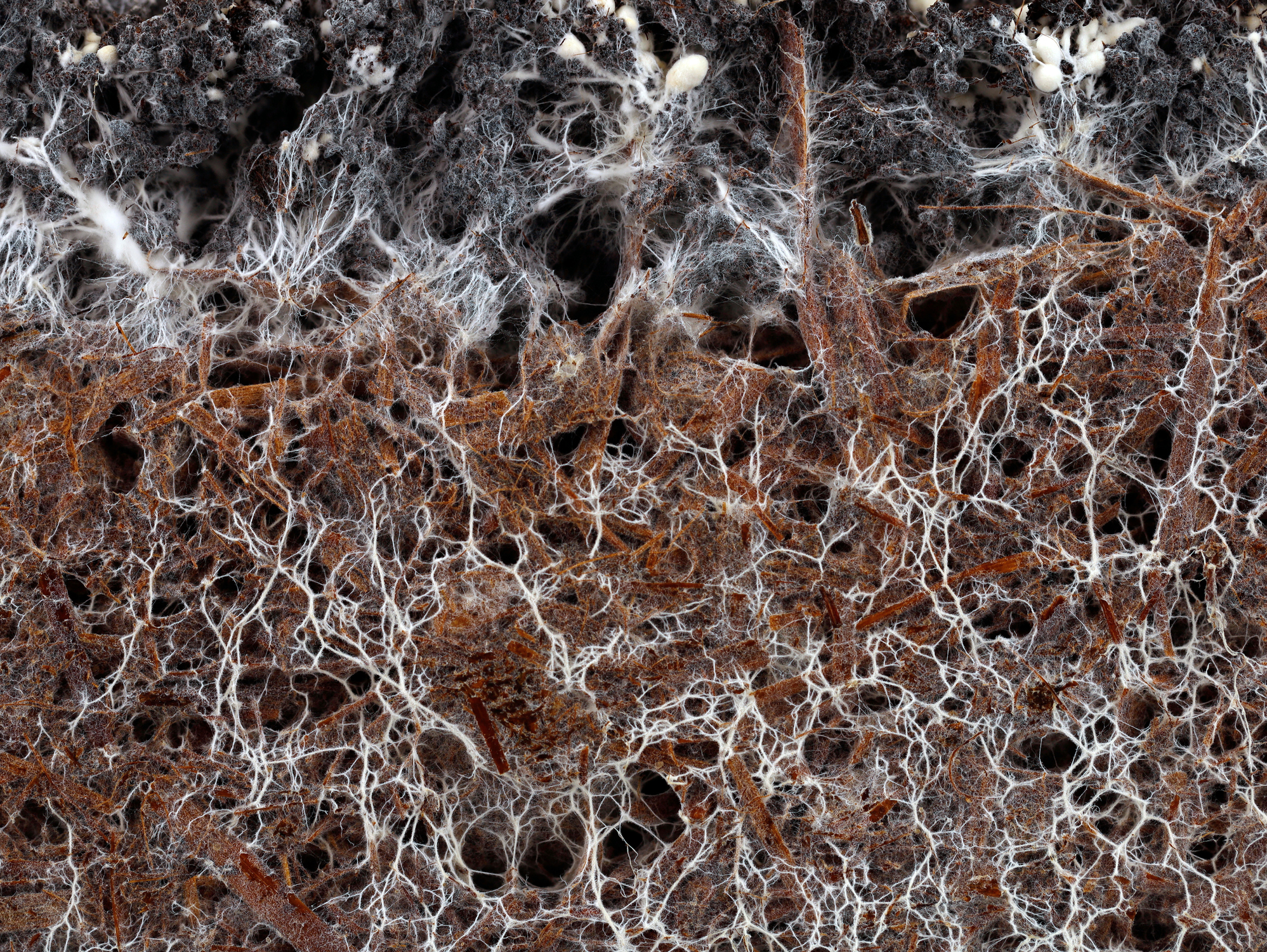 mycorrhiza: de samenwerking tussen wortels en schimmels.