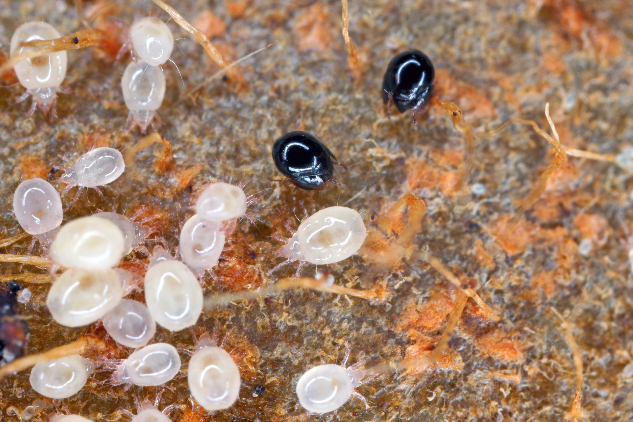 Magnification of tiny Oribatid mites (Oribatida or beetle mites) of the superorder Acariformes and Acaridae family mites on perishable food.