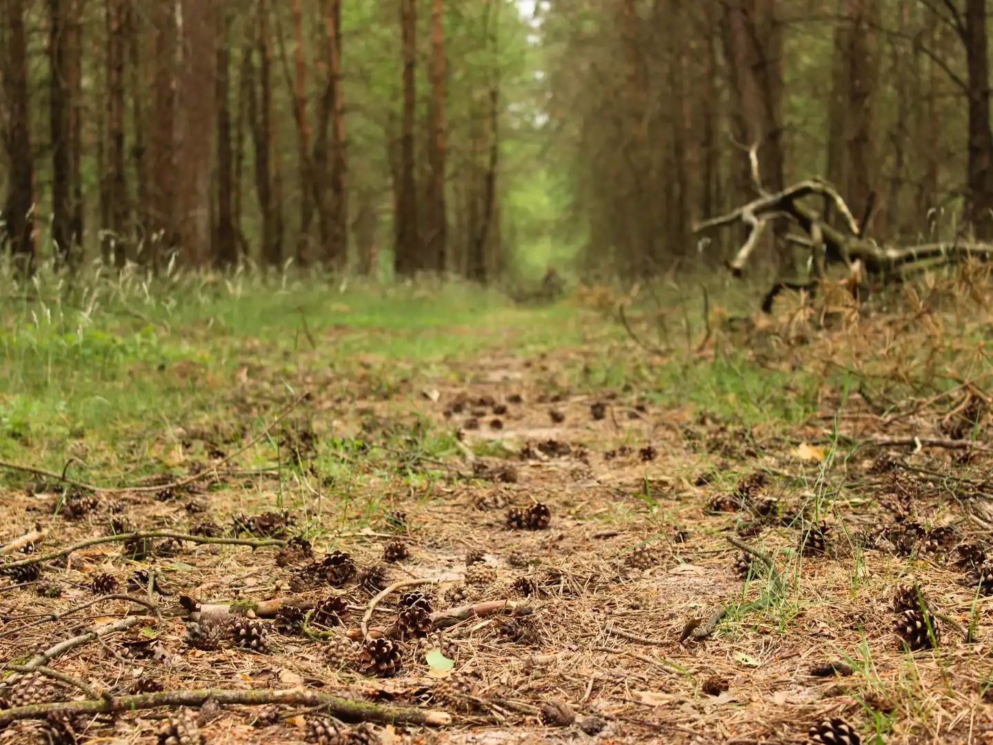 rechten van de veluwe